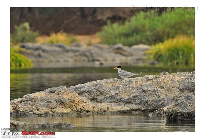 Quick dash to the jungles of Galibore...on the banks of Cauvery-tern2.jpeg