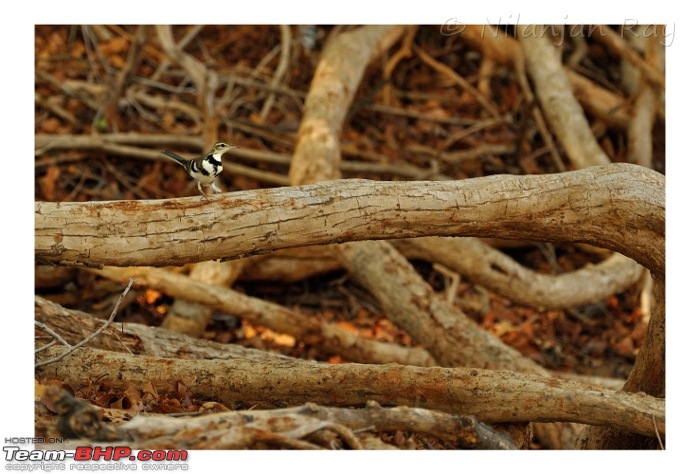 Quick dash to the jungles of Galibore...on the banks of Cauvery-bird2.jpeg