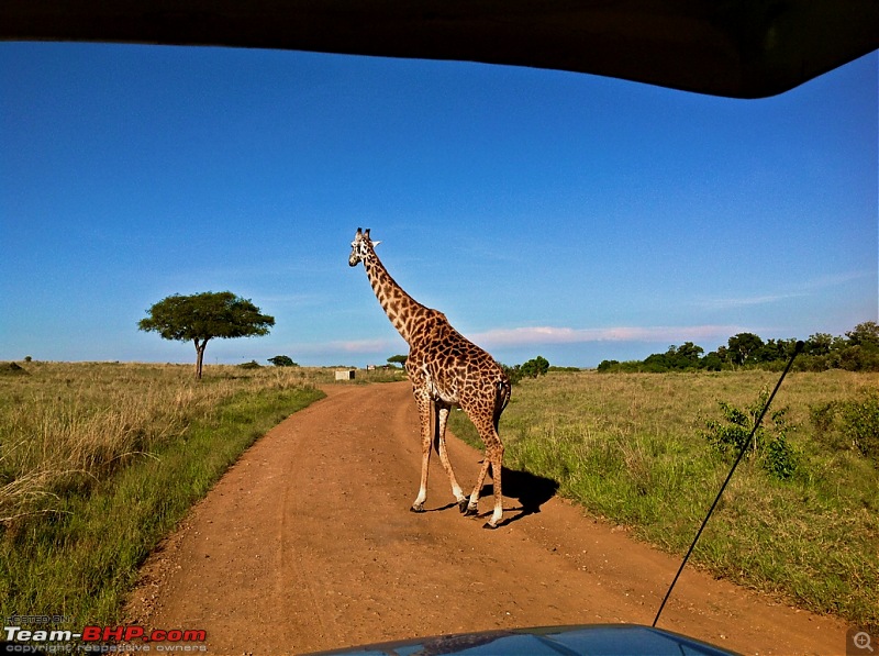 Masai Mara - A Quintessential African Safari-img_0316-1.jpg