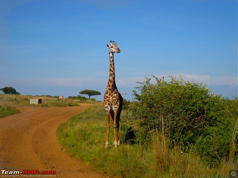 Masai Mara - A Quintessential African Safari-gif-3.jpg