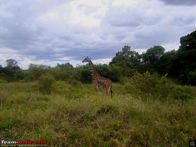 Masai Mara - A Quintessential African Safari-gif-1.jpg