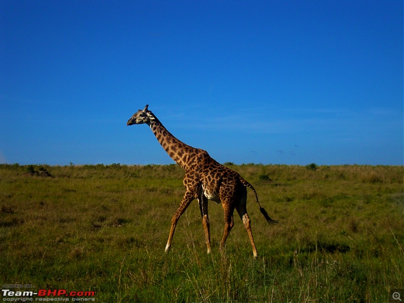 Masai Mara - A Quintessential African Safari-dsc06440.jpg
