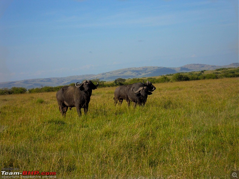 Masai Mara - A Quintessential African Safari-dsc06432.jpg