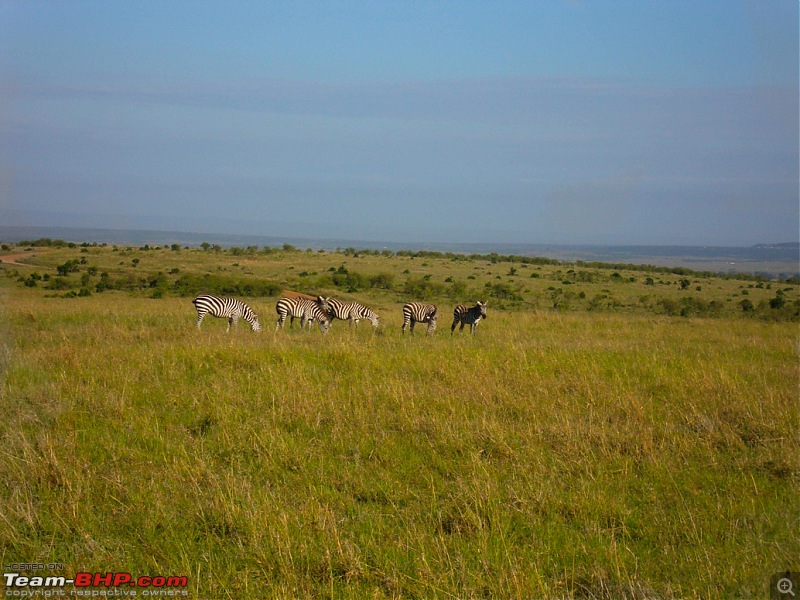 Masai Mara - A Quintessential African Safari-dsc06426.jpg