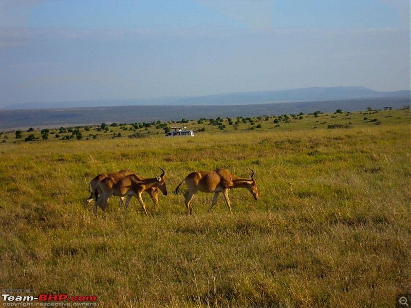Masai Mara - A Quintessential African Safari-dsc06401.jpg