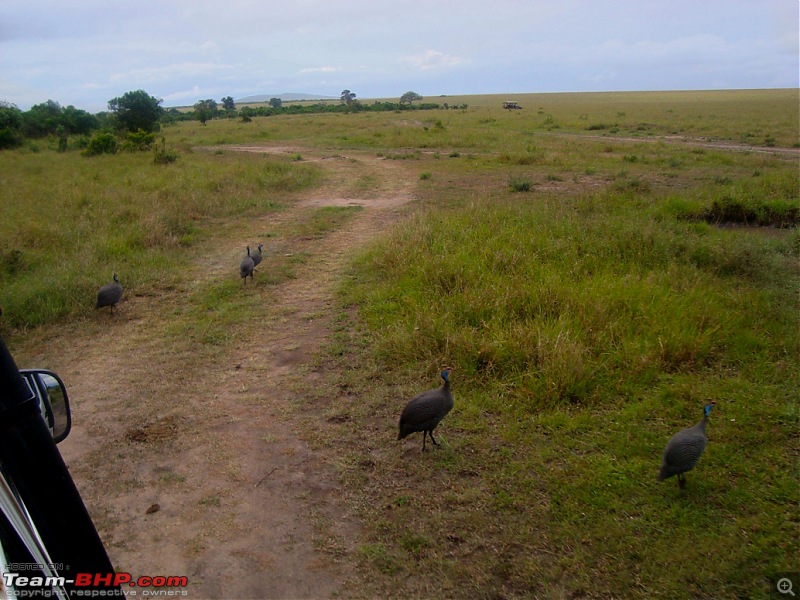 Masai Mara - A Quintessential African Safari-dsc01797.jpg