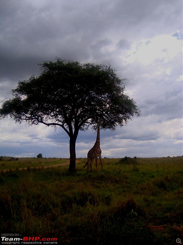 Masai Mara - A Quintessential African Safari-gif-2.jpg
