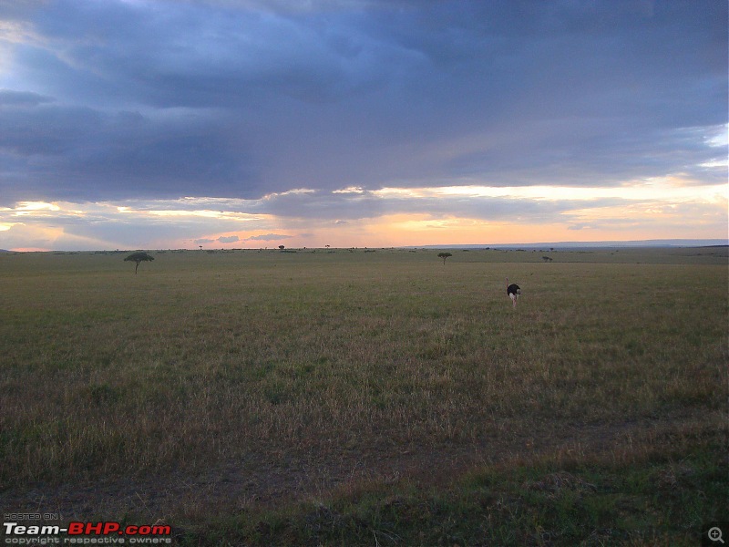Masai Mara - A Quintessential African Safari-dsc01739.jpg