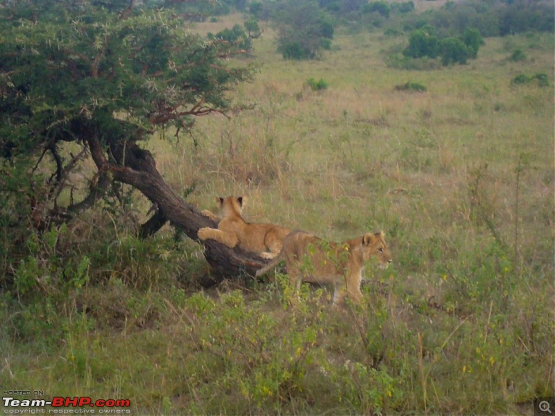 Masai Mara - A Quintessential African Safari-dsc01737.jpg