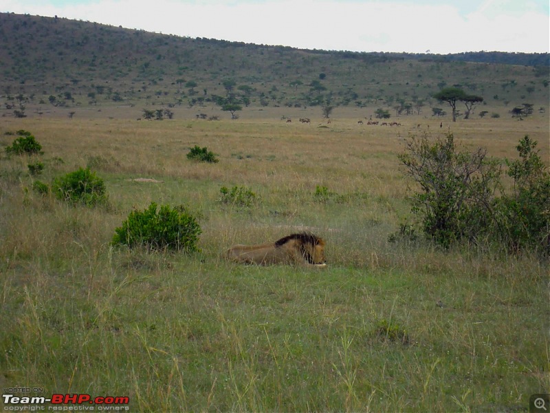 Masai Mara - A Quintessential African Safari-dsc06325-1.jpg