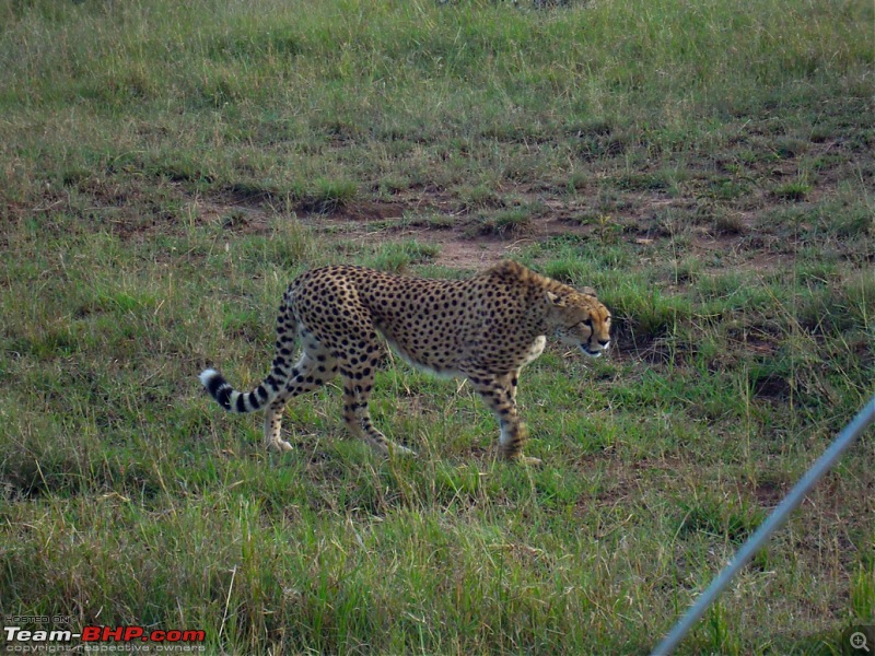 Masai Mara - A Quintessential African Safari-dsc06332-1-check.jpg