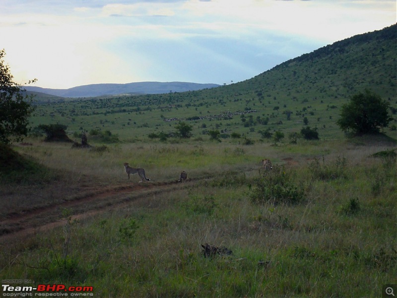 Masai Mara - A Quintessential African Safari-dsc06336-1.jpg