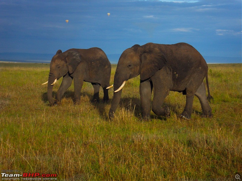 Masai Mara - A Quintessential African Safari-dsc06602.jpg
