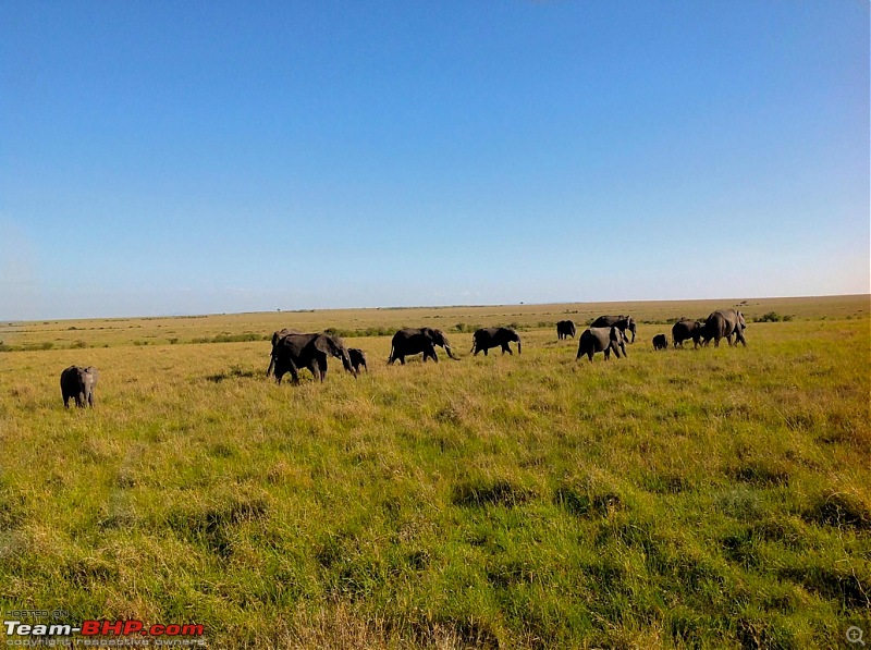 Masai Mara - A Quintessential African Safari-img_0302.jpg