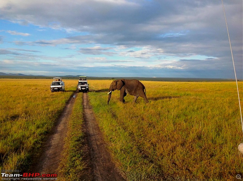 Masai Mara - A Quintessential African Safari-img_0431.jpg