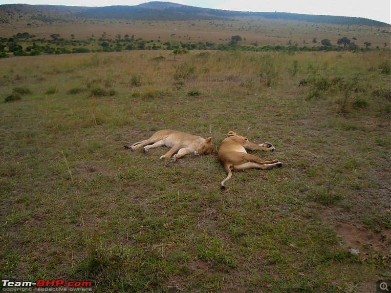 Masai Mara - A Quintessential African Safari-l1.jpg