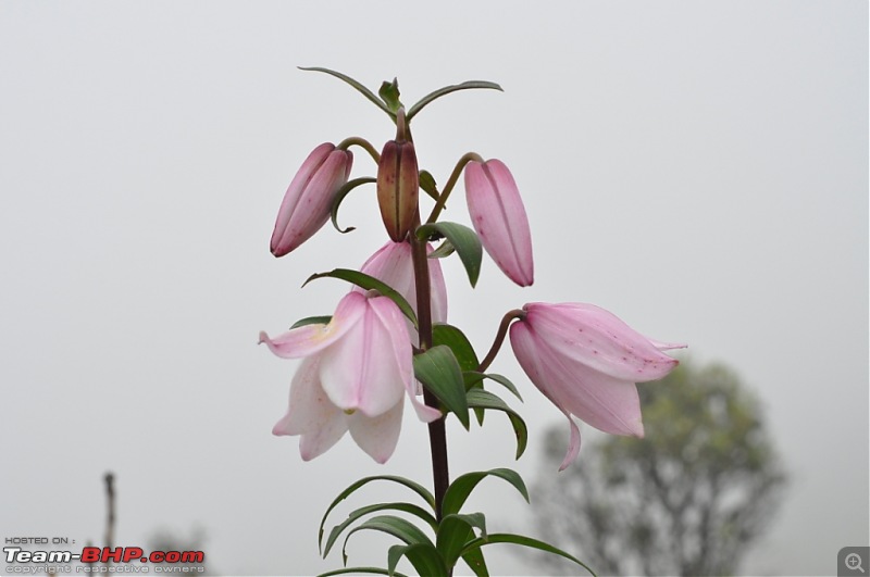 Trekking to Shiroi Peak to See a Rare Lily Bloom!-_dsc1134.jpg