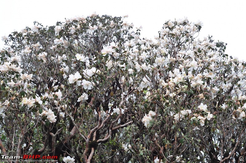 Trekking to Shiroi Peak to See a Rare Lily Bloom!-_dsc1295.jpg