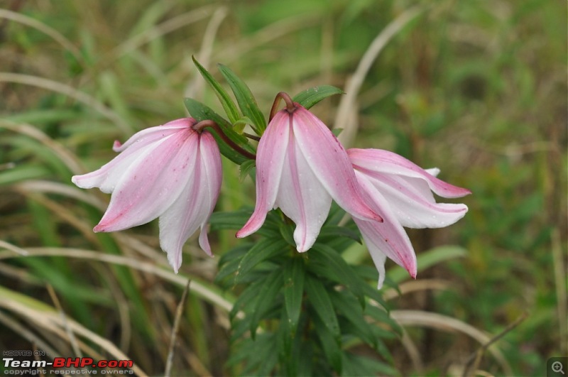 Trekking to Shiroi Peak to See a Rare Lily Bloom!-_dsc1171.jpg