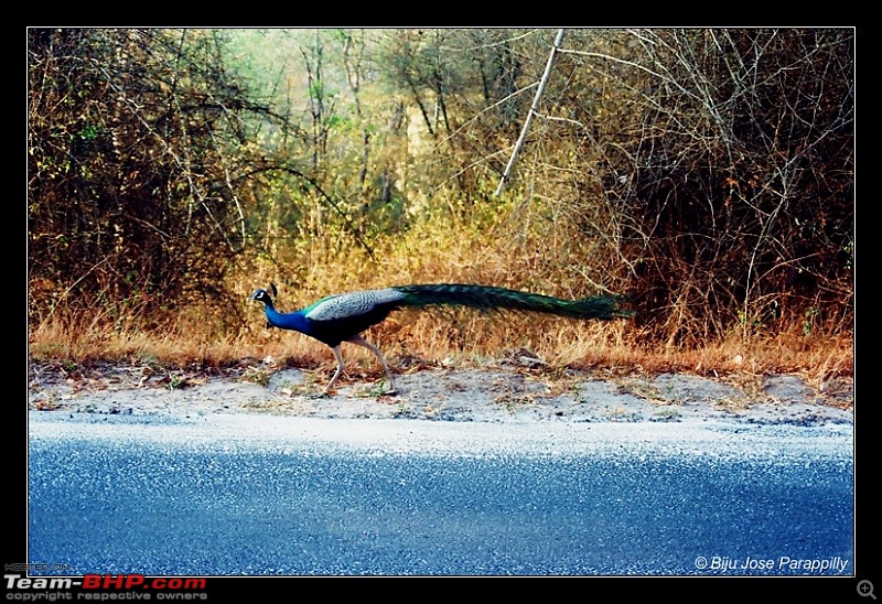 Wedding bells in the hills!::Pune-BLR-Mysore-Masinagudy-Ooty-Gudalur-Mysore-BLR-Pune-bandipur2.jpg