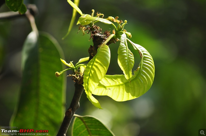 Corbett-Kumaon-Nainital Trip - A small honeymoon Travelogue-dsc0011.jpg