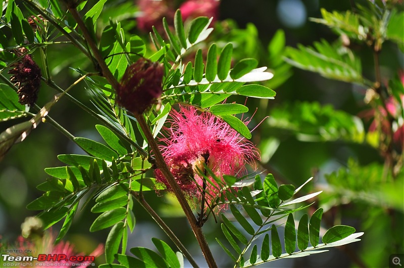 Corbett-Kumaon-Nainital Trip - A small honeymoon Travelogue-dsc0018.jpg