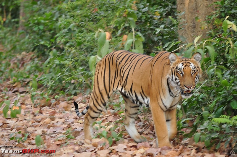 Corbett-Kumaon-Nainital Trip - A small honeymoon Travelogue-dsc0052.jpg