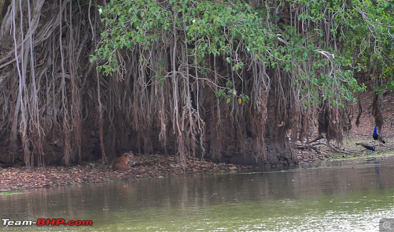 Gurgaon - Ranthambhore - Jodhpur - Gurgaon: Big Cats call again..!-8325.jpg