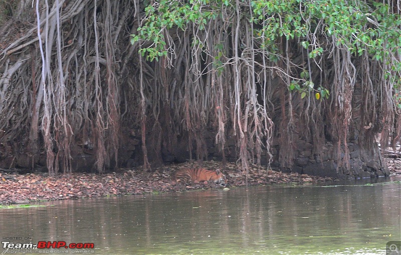 Gurgaon - Ranthambhore - Jodhpur - Gurgaon: Big Cats call again..!-8331.jpg