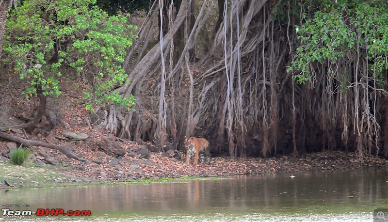 Gurgaon - Ranthambhore - Jodhpur - Gurgaon: Big Cats call again..!-8376.jpg