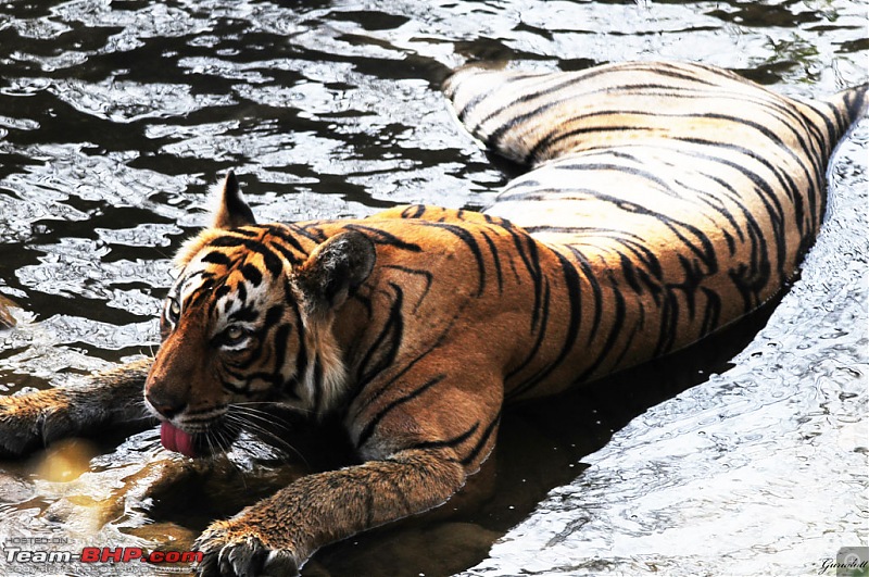 Gurgaon - Ranthambhore - Jodhpur - Gurgaon: Big Cats call again..!-8490.jpg