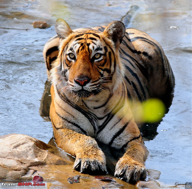 Gurgaon - Ranthambhore - Jodhpur - Gurgaon: Big Cats call again..!-8556.jpg