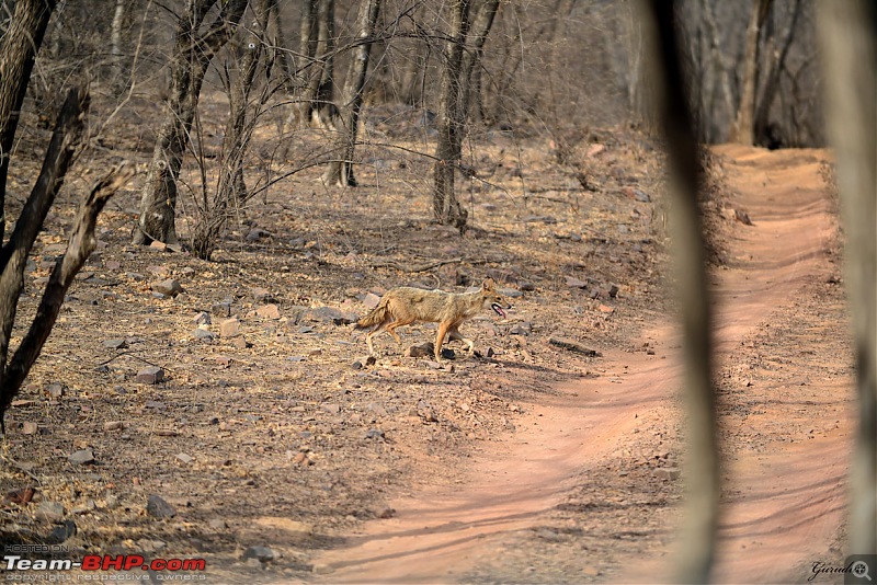 Gurgaon - Ranthambhore - Jodhpur - Gurgaon: Big Cats call again..!-1296.jpg