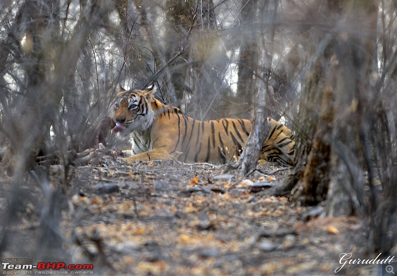 Gurgaon - Ranthambhore - Jodhpur - Gurgaon: Big Cats call again..!-1319.jpg