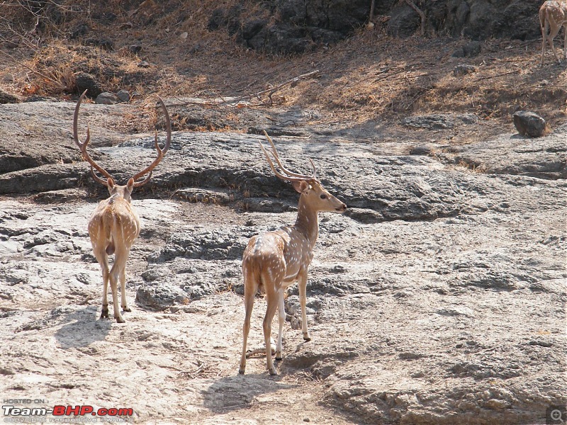 Saurashtra Road Trip: Sasan Gir, Beaches, Temples and more-dscf4385.jpg