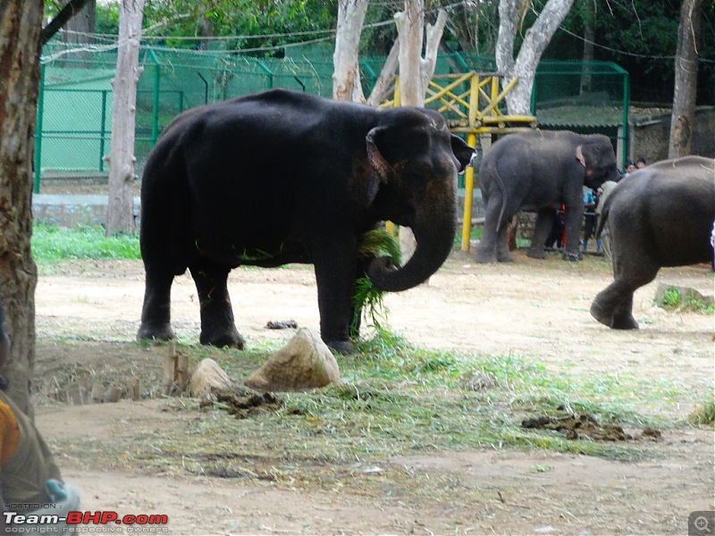 A walk in the Park - Bannerghatta National Park-dsc00880.jpg