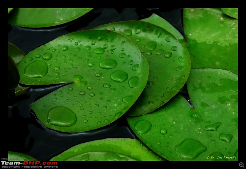 2011 Monsoon Trips: Hadshi (Temple, Lotus Flowers, Paddy Fields, Rolling Green Hills)-p1080882.jpg