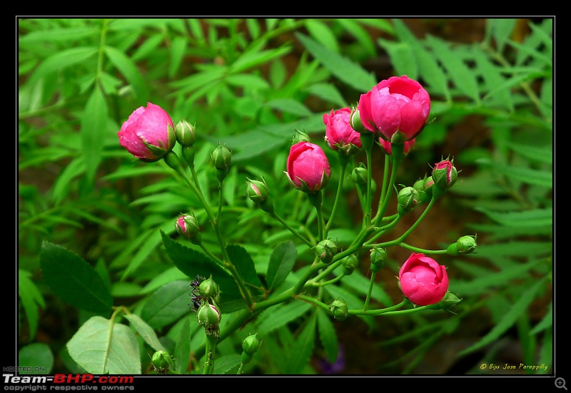 2011 Monsoon Trips: Hadshi (Temple, Lotus Flowers, Paddy Fields, Rolling Green Hills)-p1080919.jpg