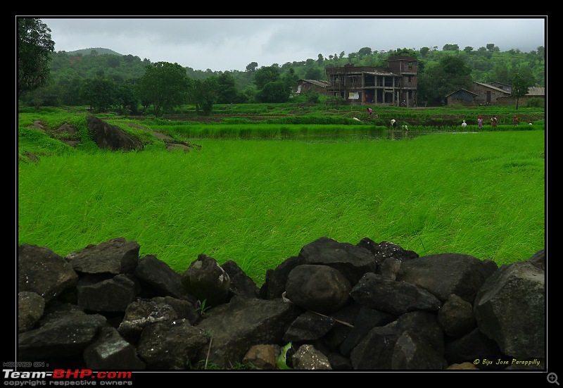 2011 Monsoon Trips: Hadshi (Temple, Lotus Flowers, Paddy Fields, Rolling Green Hills)-p1080992.jpg