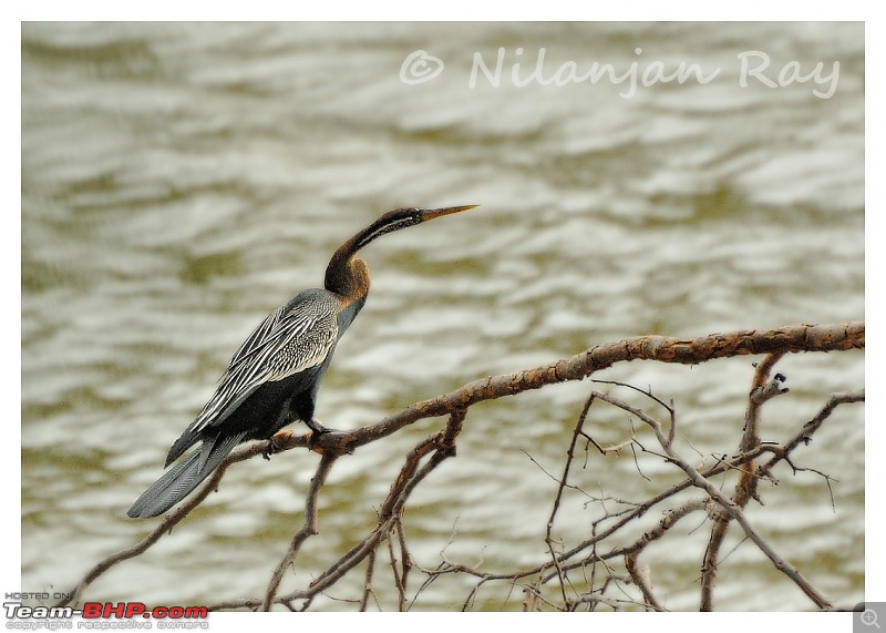 Quick dash to the jungles of Galibore...on the banks of Cauvery-snakebird.jpg