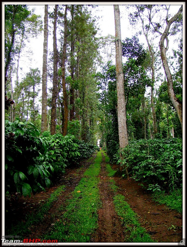 The first rains: A weekend in Madikeri-dsc04904.jpg