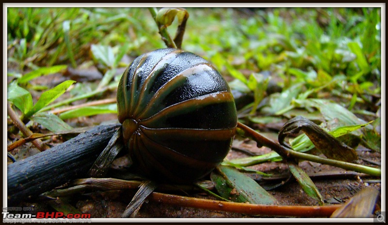 The first rains: A weekend in Madikeri-dsc04879.jpg