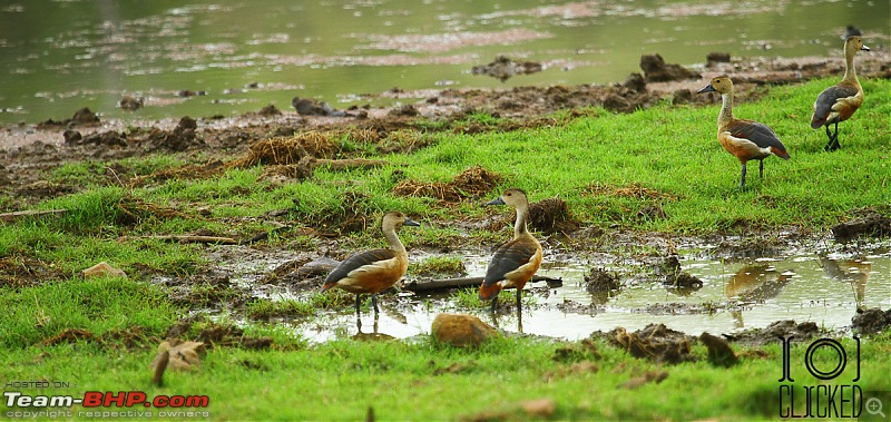 Ranthambhore National Park - Tigers and More!-img_6904.jpg