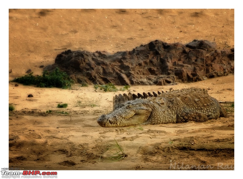 Exploring the Great Indian Outdoors-cauvery-croc-copy.jpg