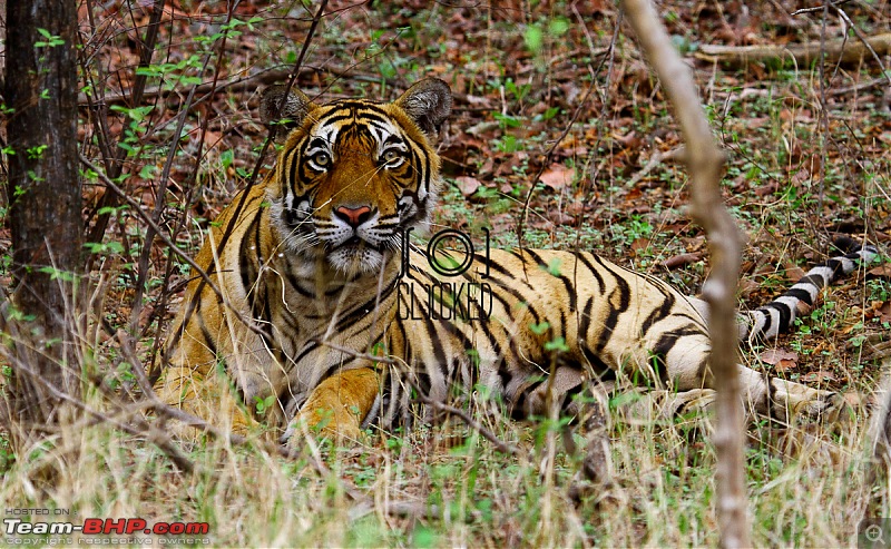 Ranthambhore National Park - Tigers and More!-img_7080.jpg