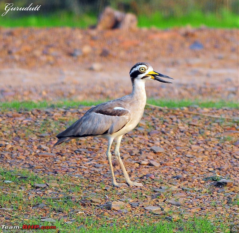 Gurgaon - Ranthambhore - Jodhpur - Gurgaon: Big Cats call again..!-8709.jpg