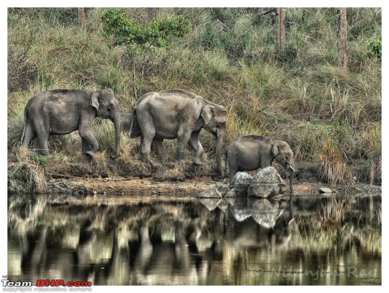 Exploring the Great Indian Outdoors-elephants-drinking.jpg