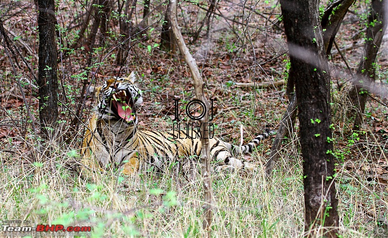 Ranthambhore National Park - Tigers and More!-img_7131.jpg