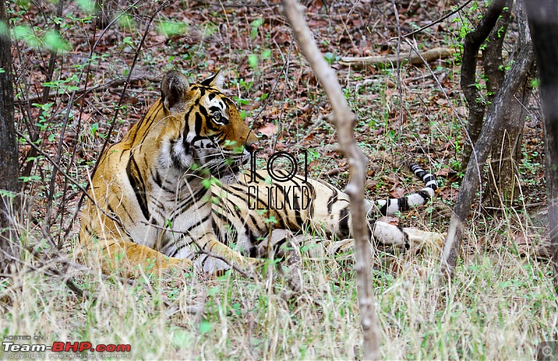 Ranthambhore National Park - Tigers and More!-img_7149.jpg