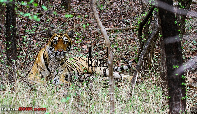 Ranthambhore National Park - Tigers and More!-img_7197.jpg